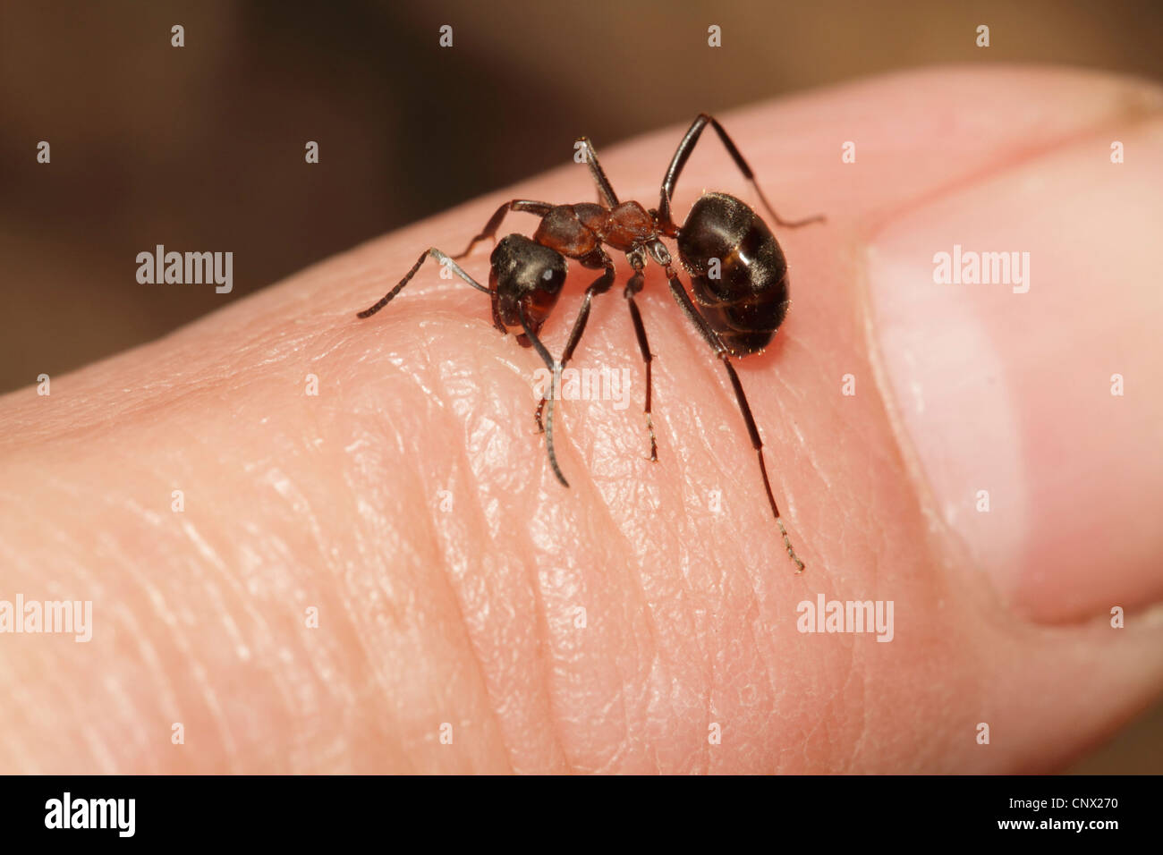 Legno formica (Formica rufa), seduto su un dito di mordere nella pelle Foto Stock