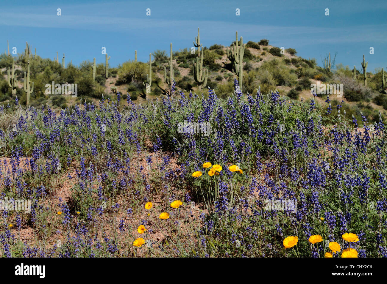 Arizona (lupino Lupinus arizonicus), in corrispondenza di un pendio nel deserto, STATI UNITI D'AMERICA, Arizona, Sonora-Wueste Foto Stock