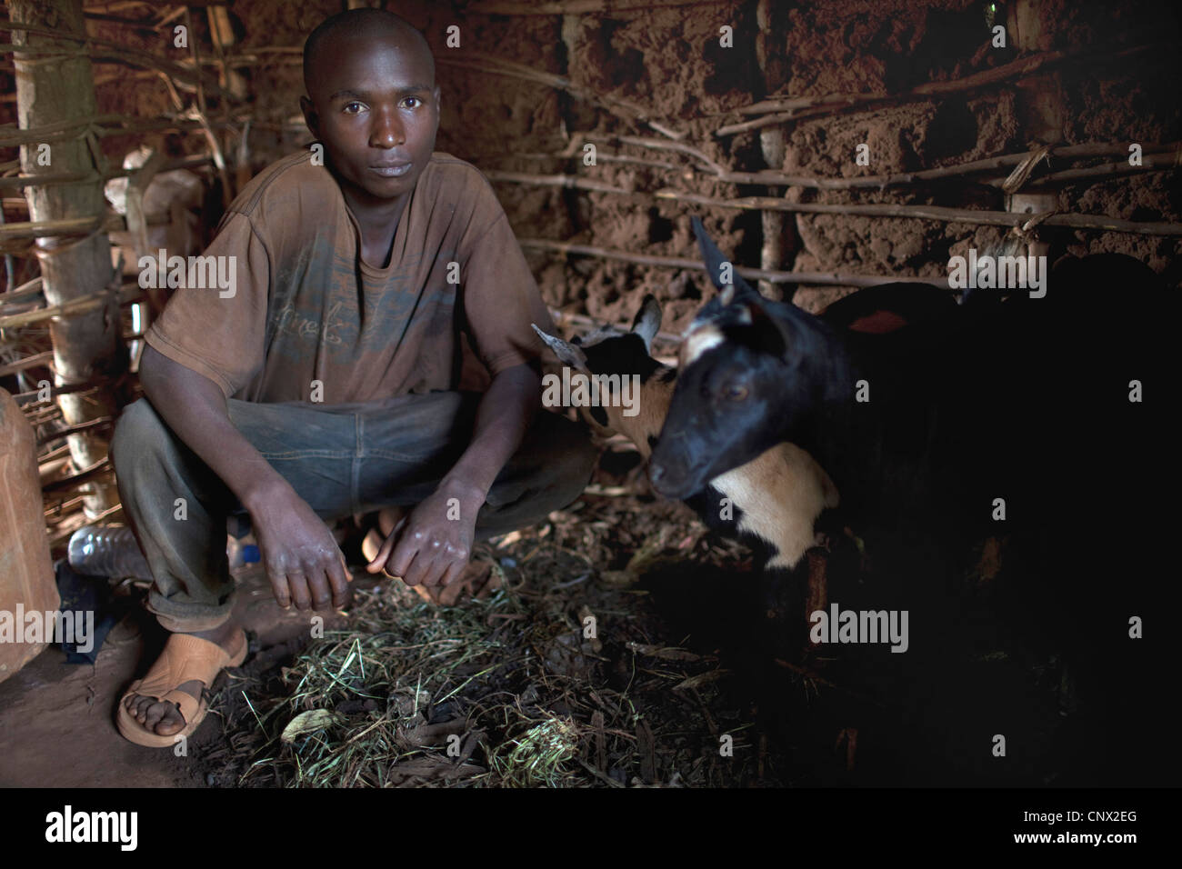 Capra domestica (Capra hircus, Capra aegagrus f. hircus), giovane accovacciata nella sua umile accanto le sue capre, Burundi, Karuzi, Buhiga Foto Stock