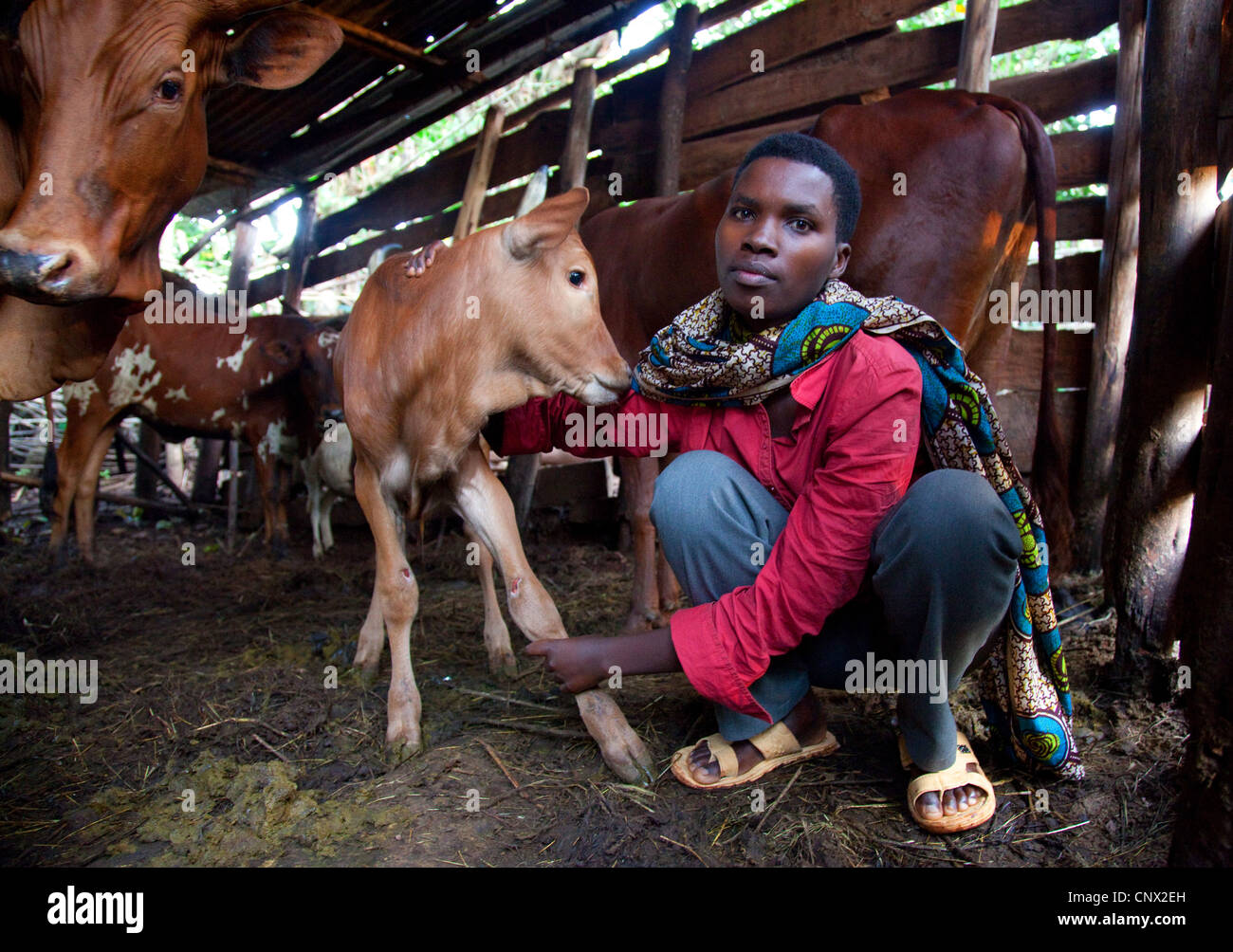 Gli animali domestici della specie bovina (Bos primigenius f. taurus), giovane donna in una umile stalla di prendersi cura di un vitello, Burundi, Cankuzo, vicino al Parco Nazionale de la Ruvubu, Cankuzo Foto Stock