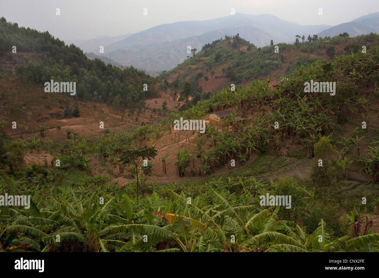 Paesaggio collinare e campi di banana, Burundi Bujumbura Rurale, Bugarama Foto Stock
