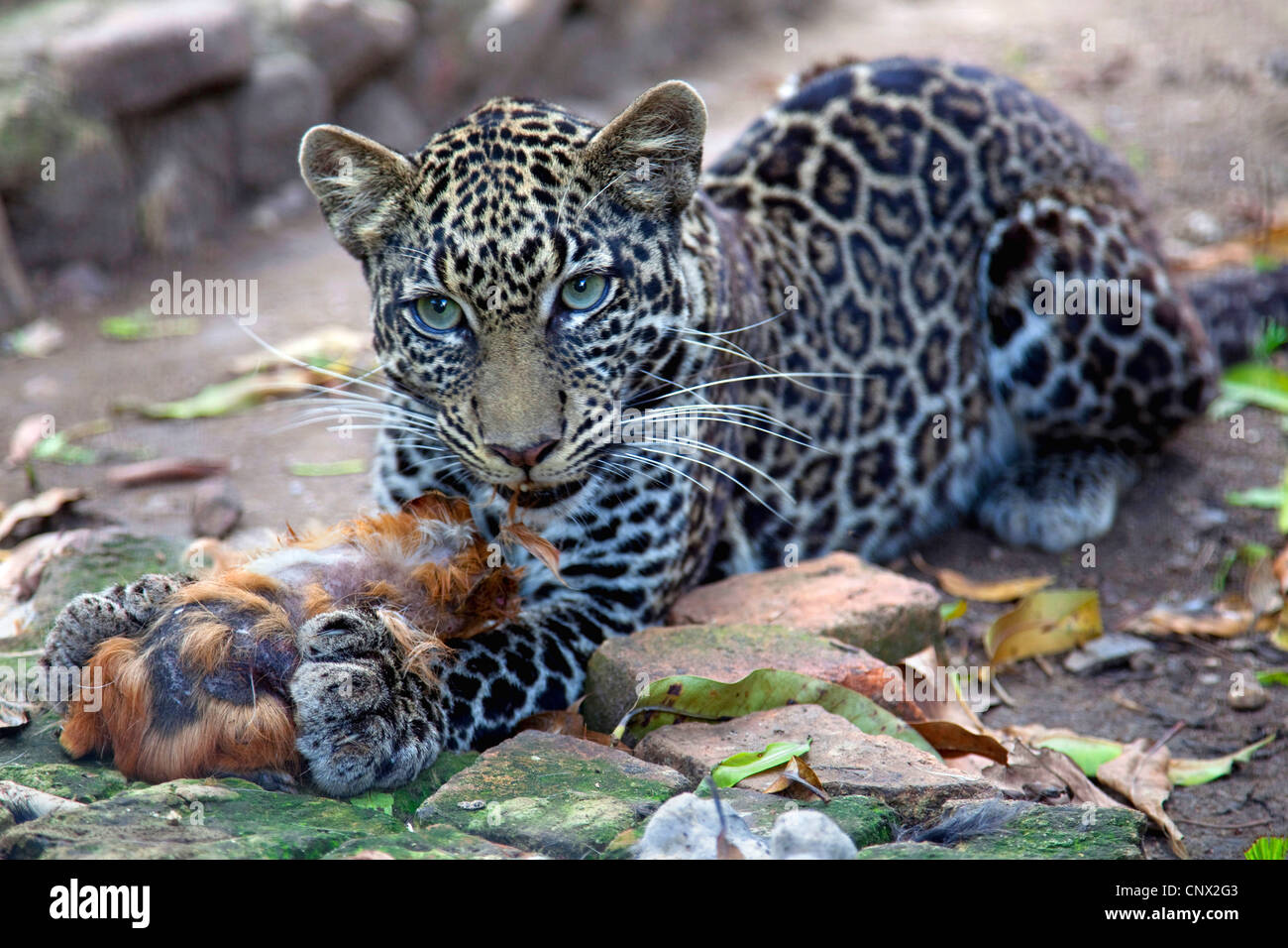 Leopard (Panthera pardus), mangiando un cavy, Burundi Bujumbura Mairie, Bujumbura Foto Stock