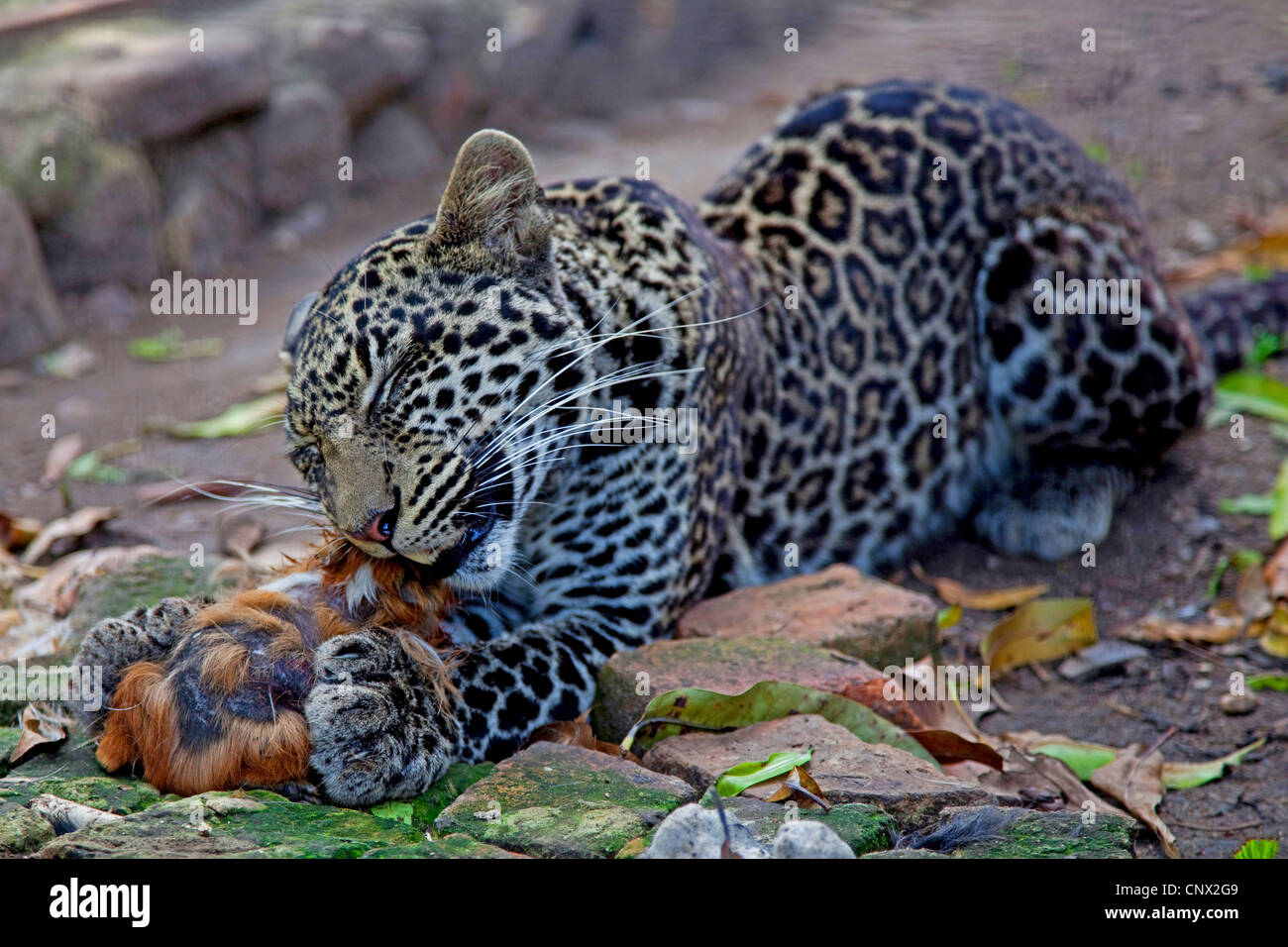 Leopard (Panthera pardus), mangiando un cavy, Burundi Bujumbura Mairie, Bujumbura Foto Stock