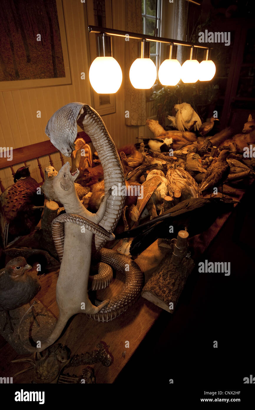 Tavoli illuminati pieno di animali imbalsamati e trofei di caccia Foto  stock - Alamy