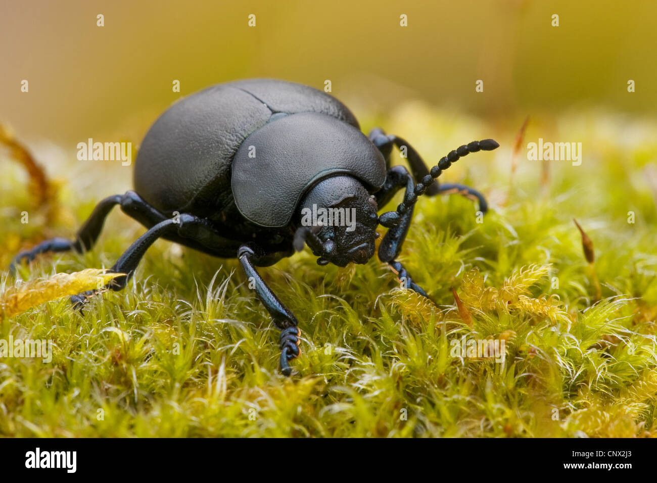 Sanguinosa naso-beetle (Timarcha tenebricosa), camminando su MOSS, in Germania, in Renania Palatinato Foto Stock