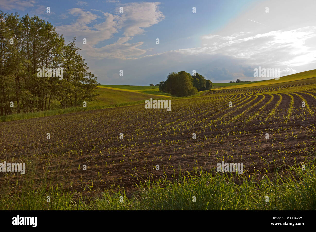Mais indiano, mais (Zea mays), il campo con le piantine, in Germania, in Baviera Foto Stock