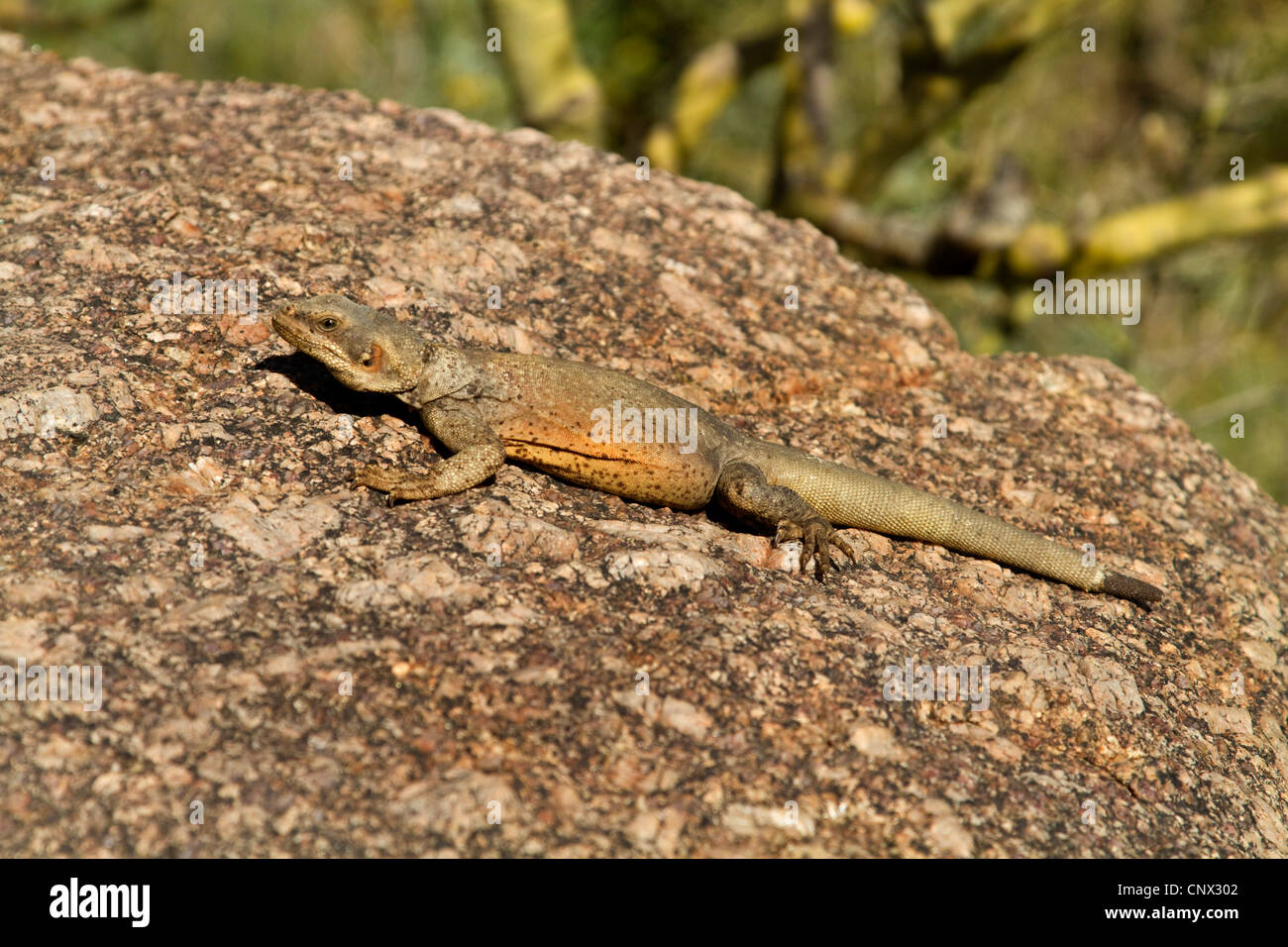 Chuckwallas (Sauromalus spec.), femmina prendendo il sole su una roccia, STATI UNITI D'AMERICA, Arizona, Picco Pinnacolo Park Foto Stock