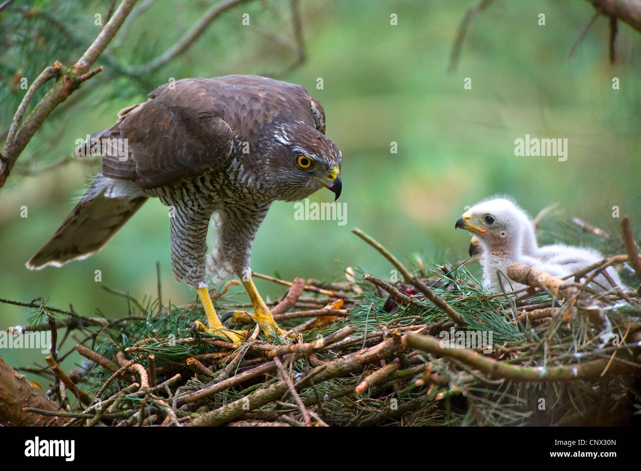 Astore (Accipiter gentilis), maschio nel nido con i suoi pulcini, in Germania, in Renania settentrionale-Vestfalia Foto Stock