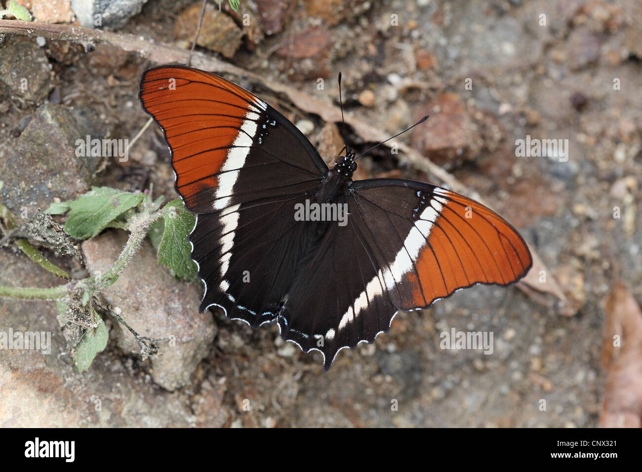 Rusty-pagina con punta, Siproeta epaphus, sulla strada andina Foto Stock