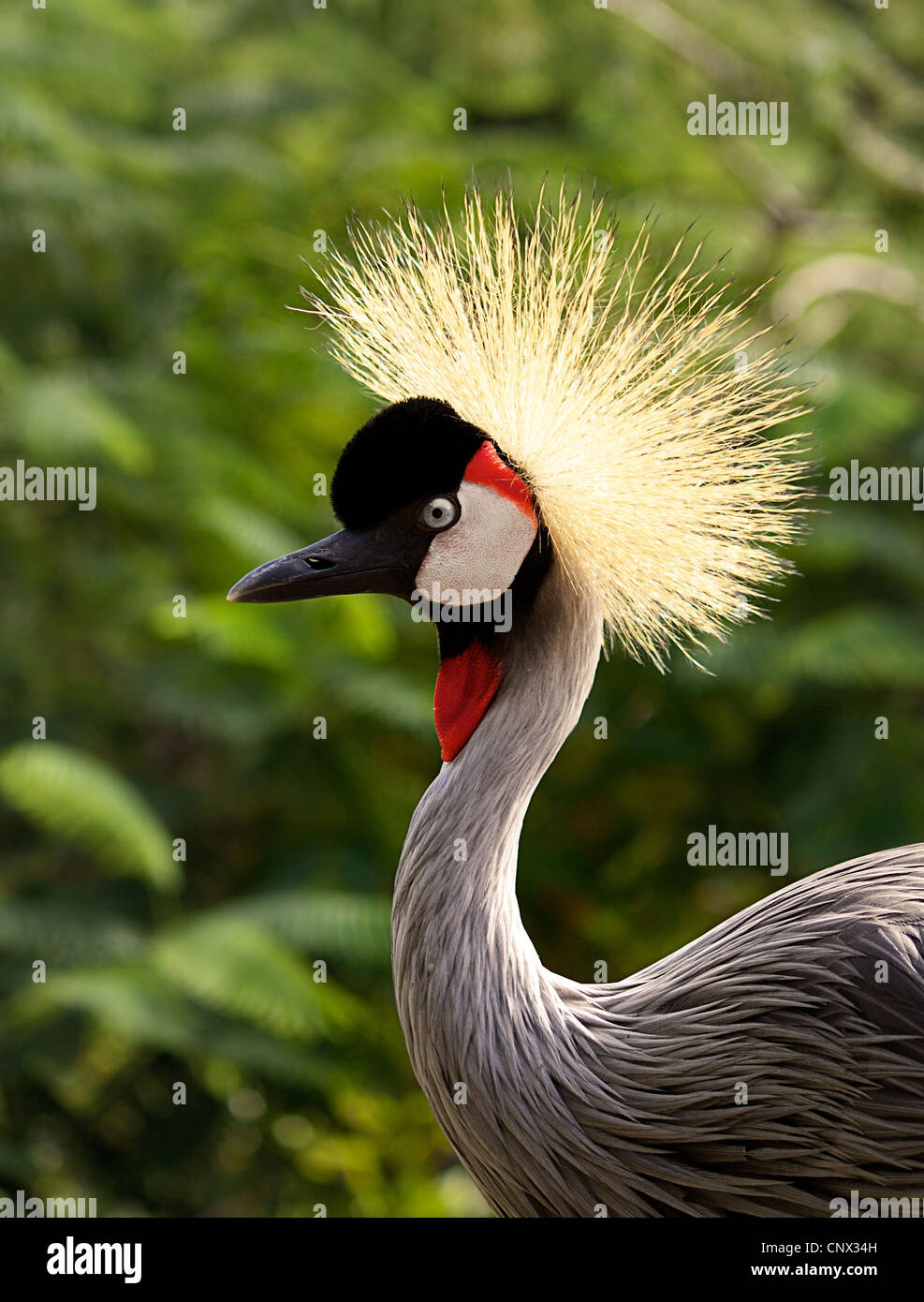 Uccello con testa Exrtavagant piumaggio un East African Crowned Crane Foto Stock