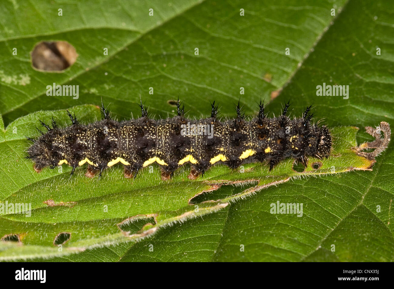 Red admiral (Vanessa Atalanta), Caterpillar alimentazione su una foglia di ortica, Germania Foto Stock