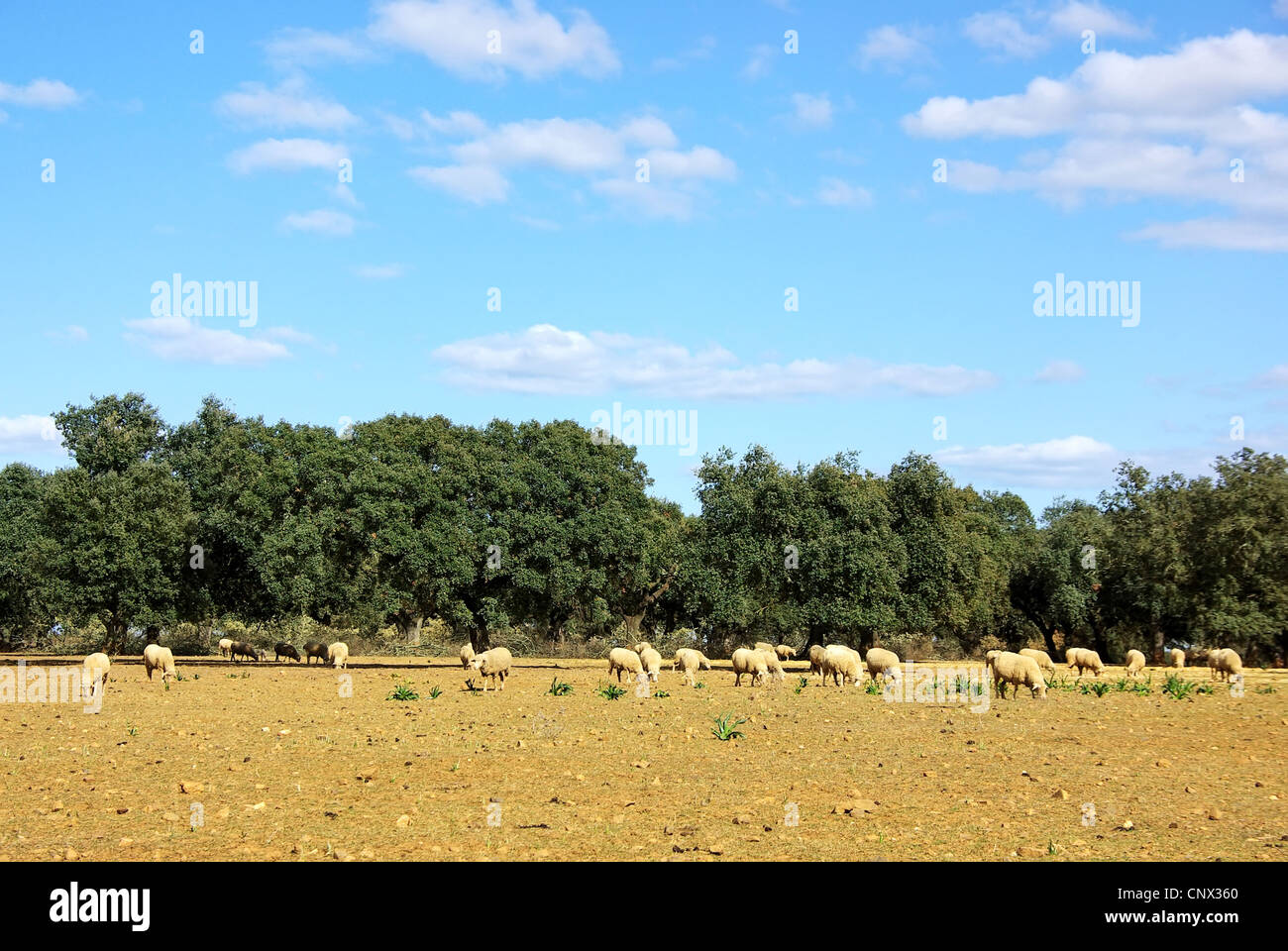 Pecore in campo mediterraneo Foto Stock