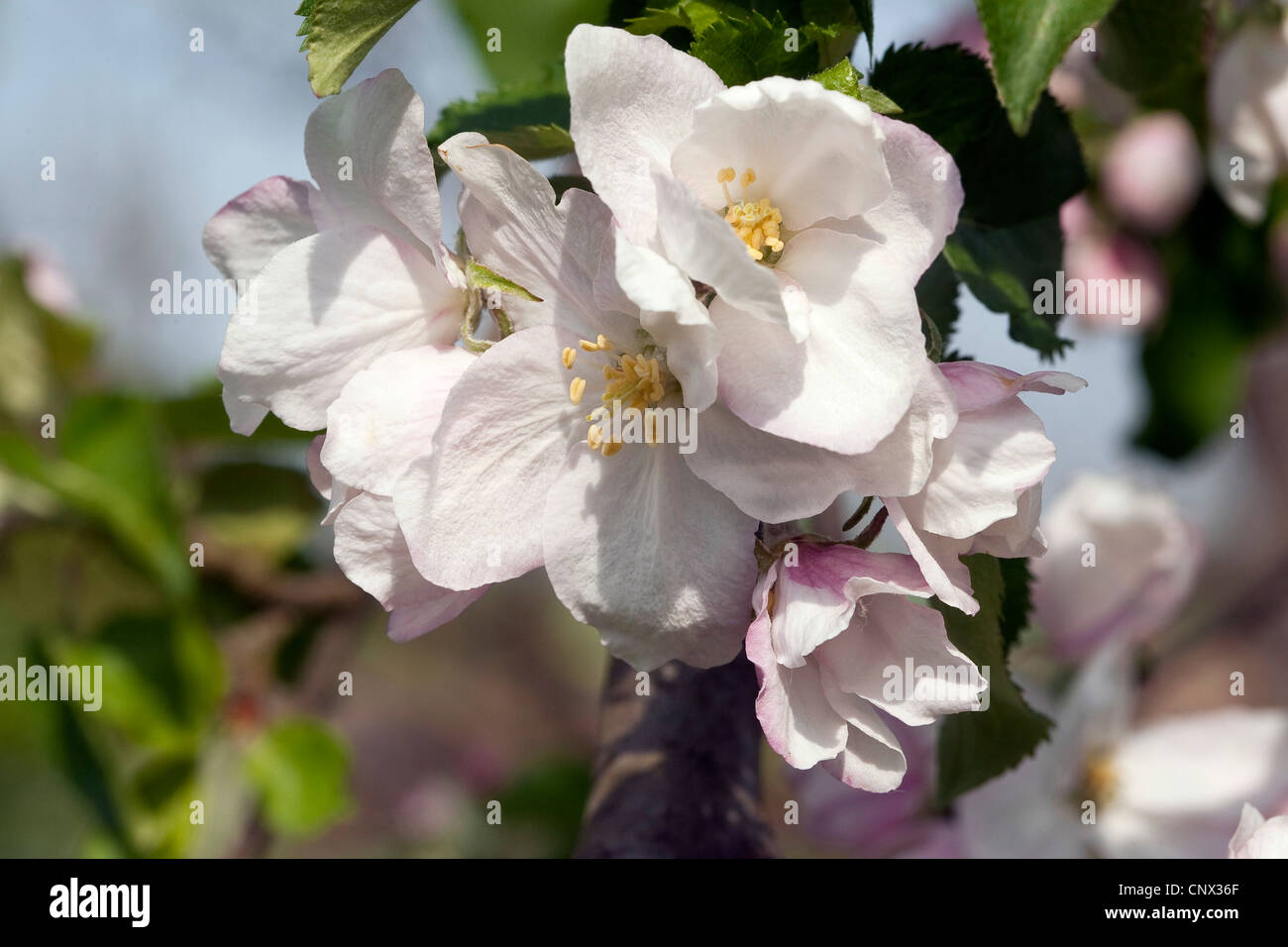 Apple tree (malus domestica), Apple Blossom Foto Stock