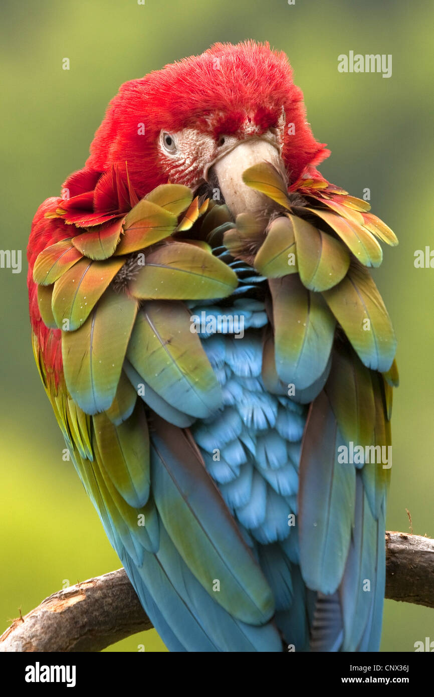Scarlet Macaw (Ara Macao), bastoni testa nel piumaggio Foto Stock