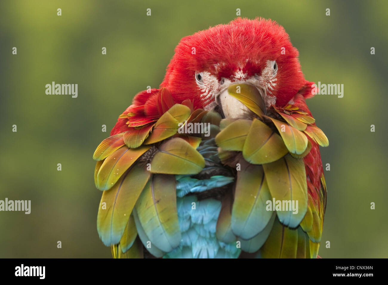 Scarlet Macaw (Ara Macao), bastoni testa nel piumaggio Foto Stock