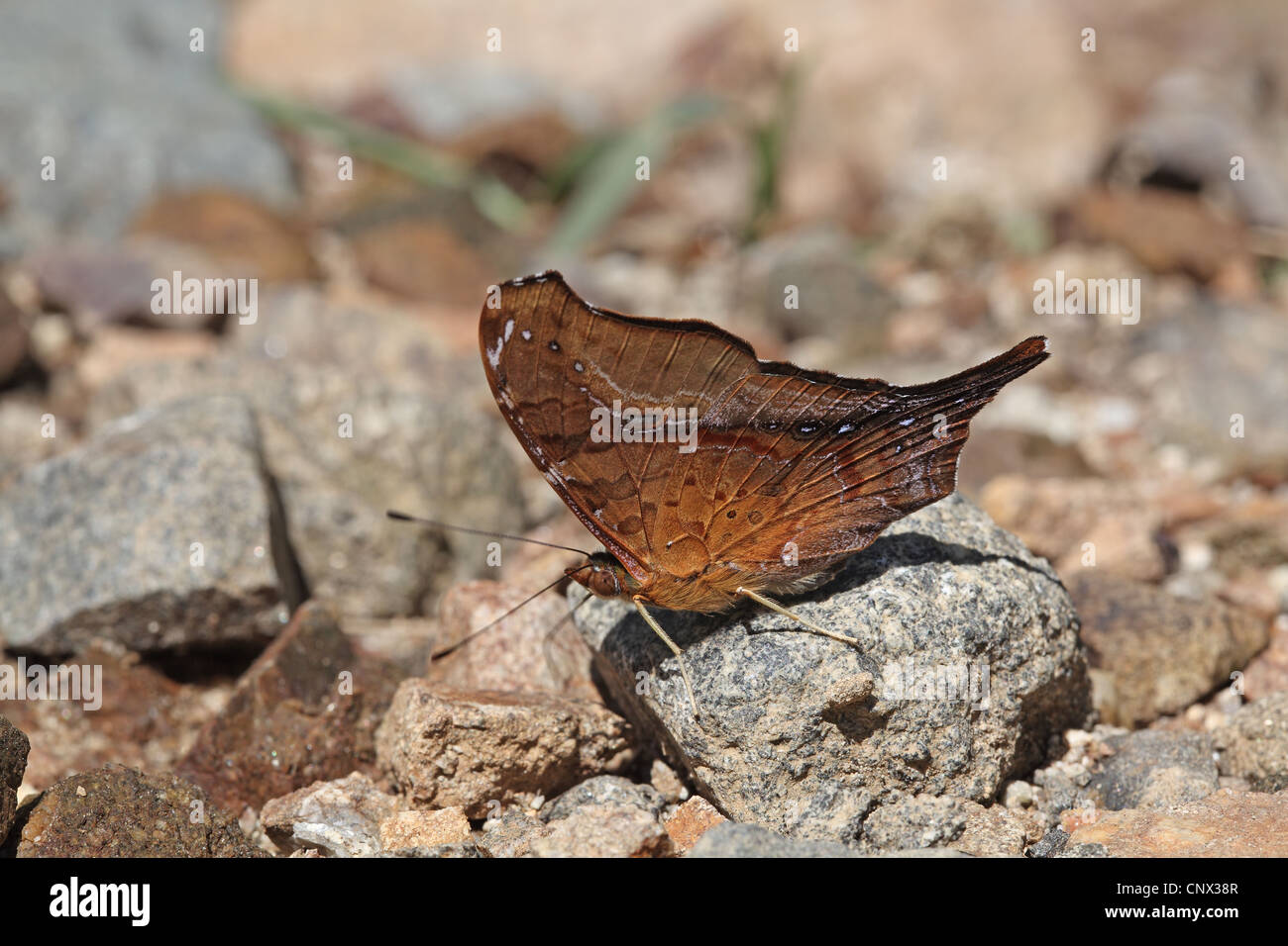 Falso Daggerwing, Hypanartia dione, assunzione di sali minerali Foto Stock