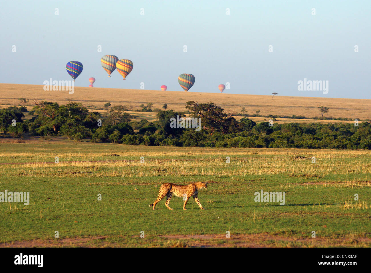 Ghepardo (Acinonyx jubatus), a piedi nella savana con un palloncino safari in background, Kenia Masai Mara National Park Foto Stock