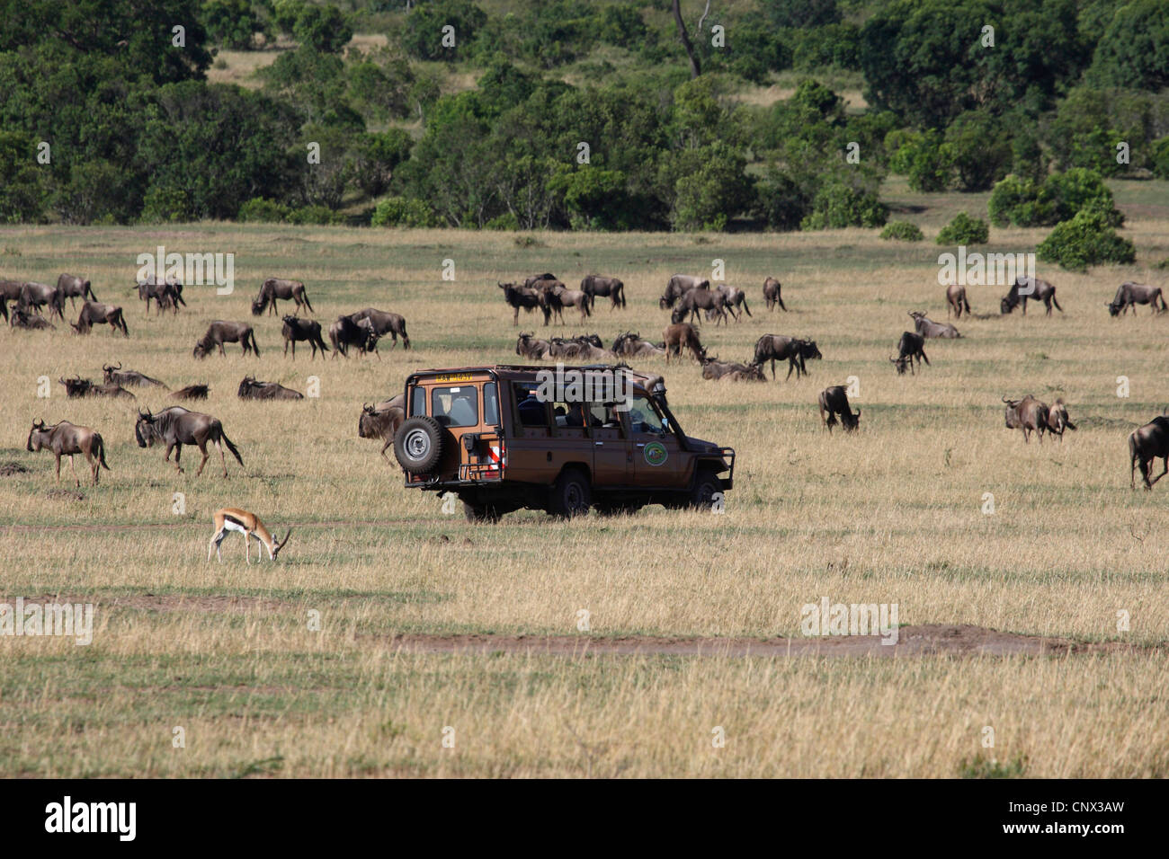 Blue GNU, borchiati gnu, bianco-barbuto GNU (Connochaetes taurinus), safari auto a bordo di una mandria, Kenia Masai Mara National Park Foto Stock