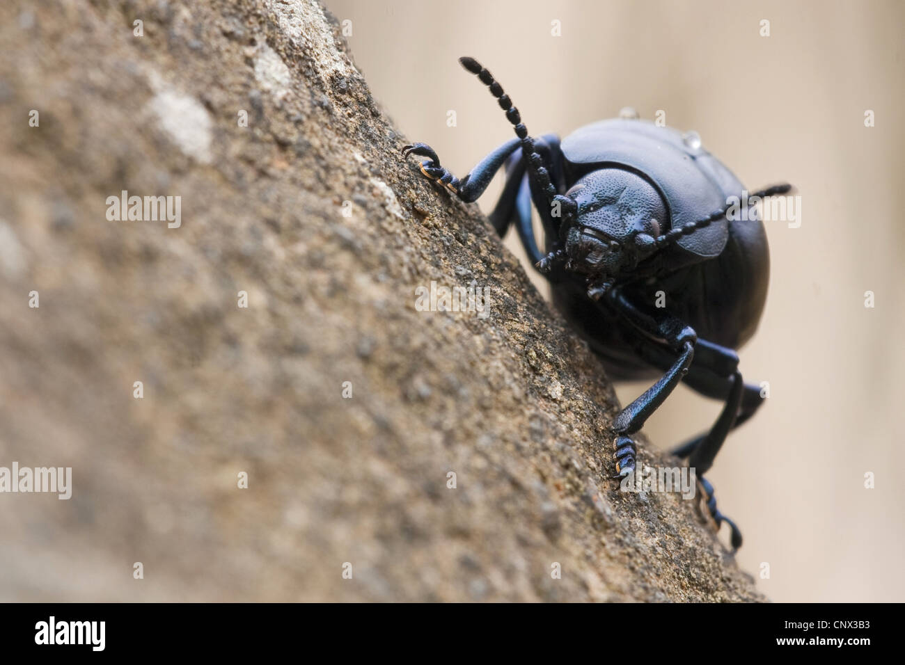 Sanguinosa naso-beetle (Timarcha tenebricosa), ritratto, in Germania, in Renania Palatinato Foto Stock