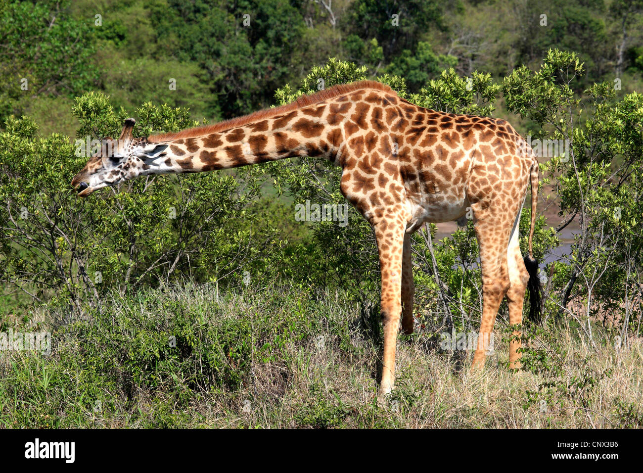 Giraffe (Giraffa camelopardalis), freeding da boccole nella savana, Kenia Masai Mara National Park Foto Stock