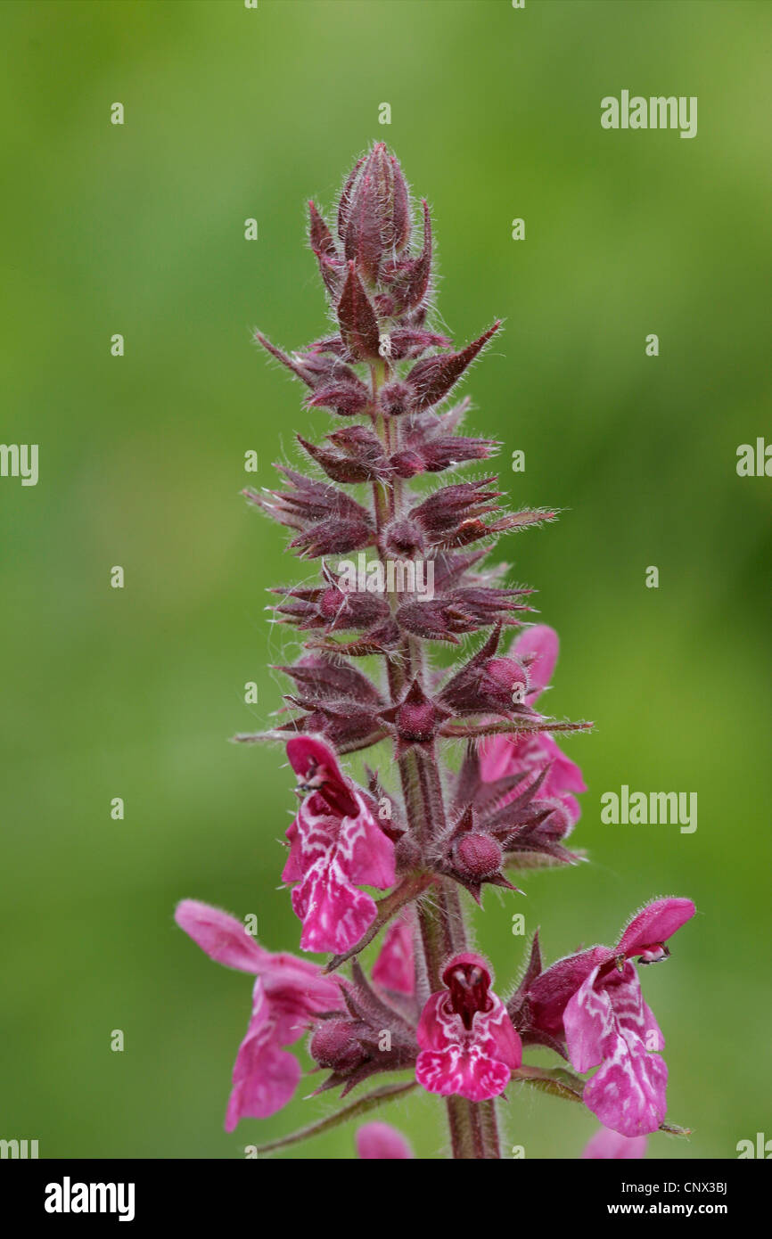 Marsh betony, marsh woundwort, palude hedge-ortica, marsh hedge-ortica (Stachys palustris), fioritura, Ungheria, Zempliner Gebirge Foto Stock