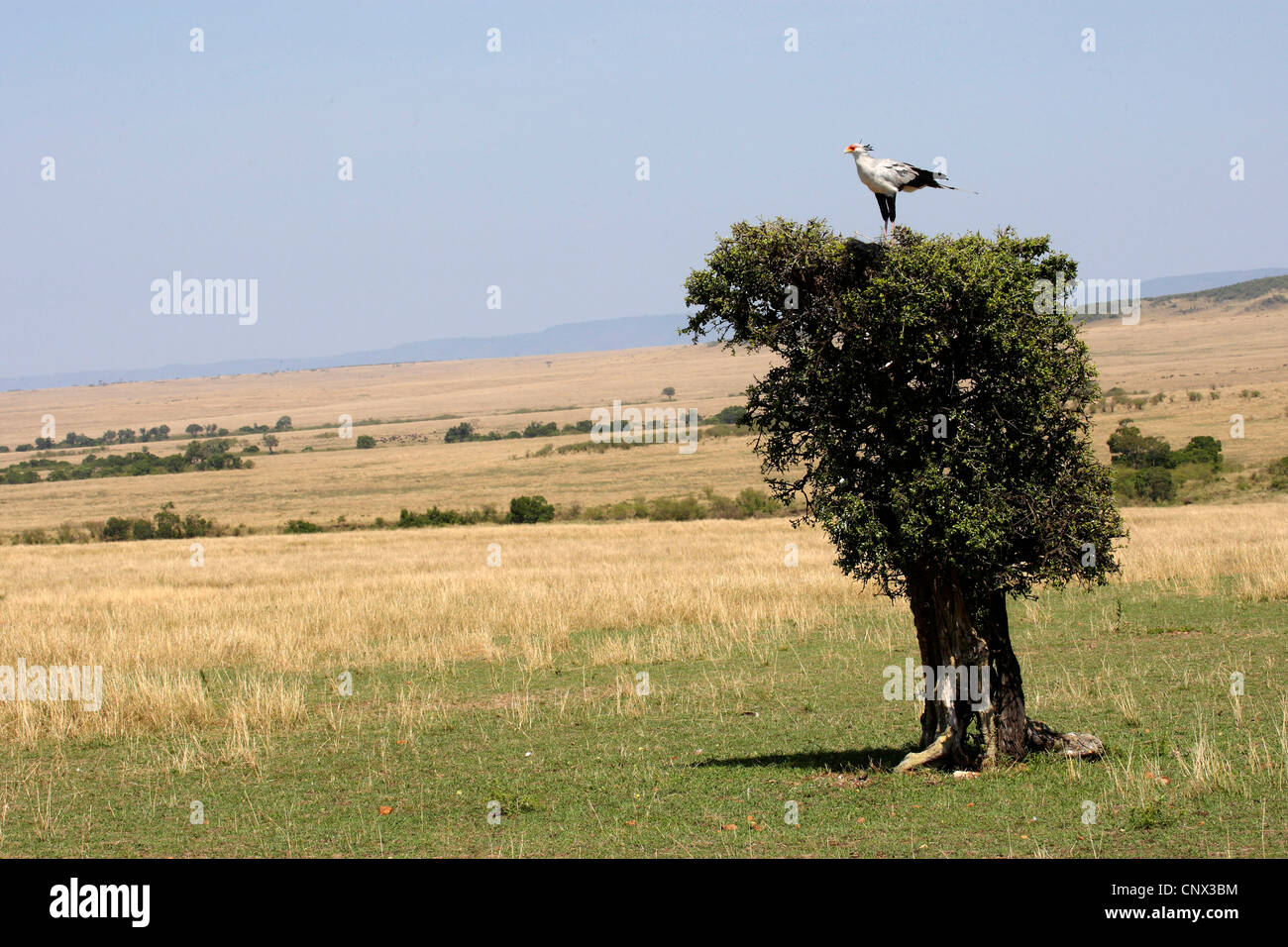 Segretario bird, Sagittarius serpentarius (Sagittarius serpentarius), seduto sulla cima di un singolo albero nella savana, Kenia Masai Mara National Park Foto Stock
