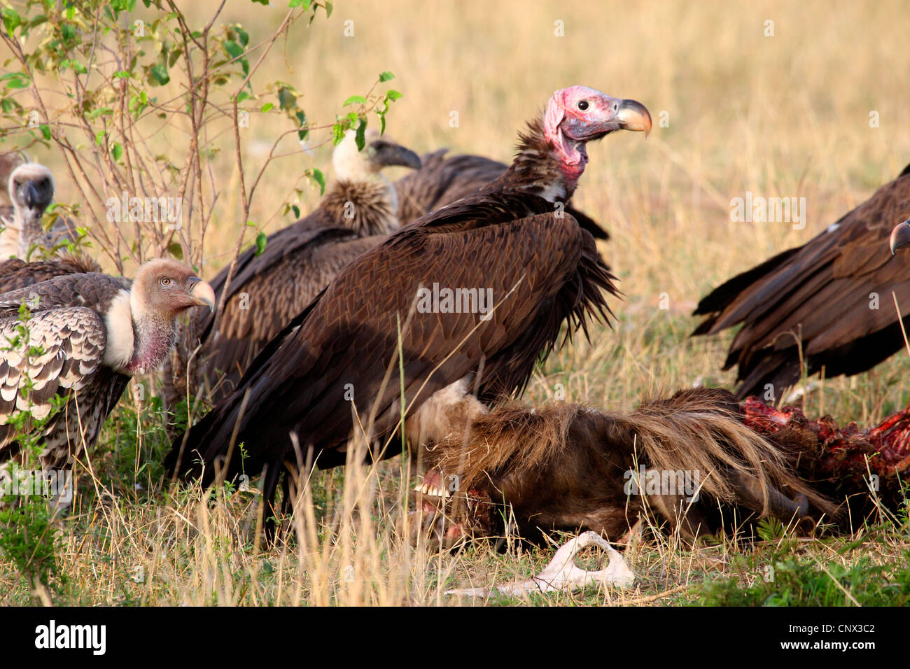 Falda-di fronte vulture (Aegypius tracheliotus, Torgos tracheliotus), di numerosi uccelli presso il cadavere di un gnu, Kenia Masai Mara National Park Foto Stock