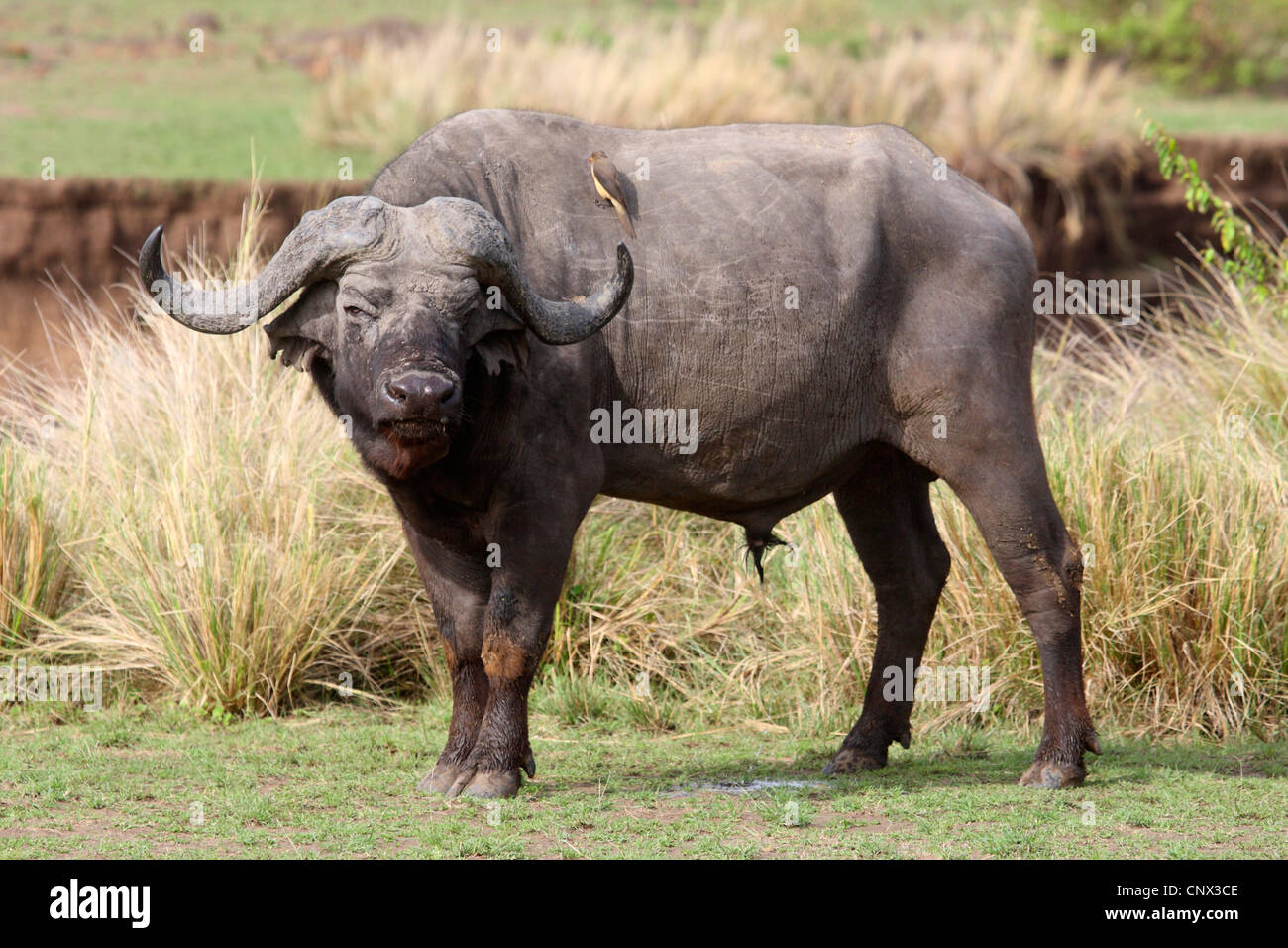 African buffalo (Syncerus caffer), Bull in piedi nella savana, Kenia Masai Mara National Park Foto Stock