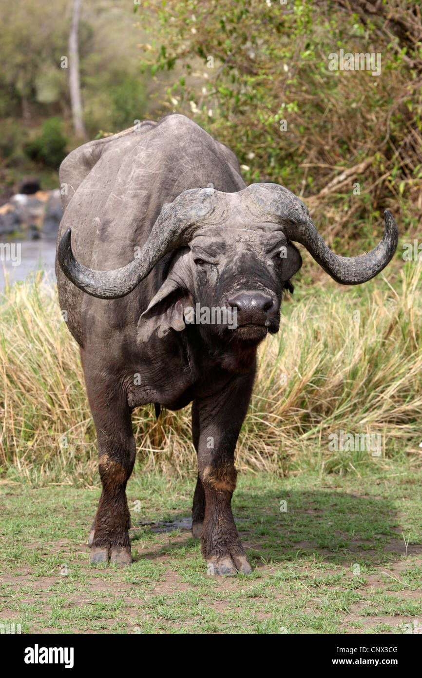 African buffalo (Syncerus caffer), Bull in piedi nella savana in corrispondenza di un lato acqua, Kenia Masai Mara National Park Foto Stock