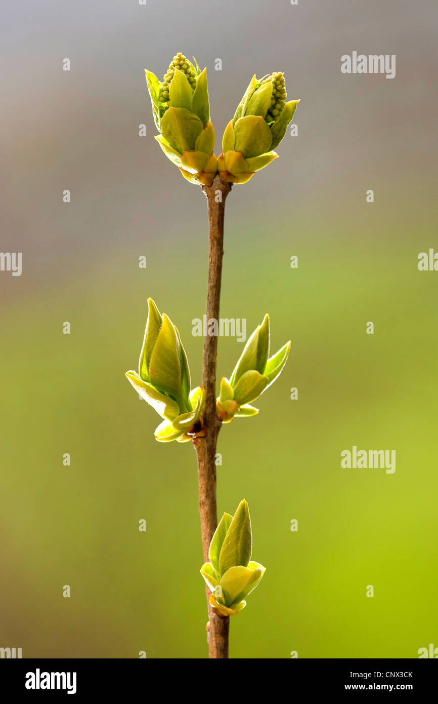 Il sambuco comune, American bacche di sambuco (Sambucus nigra ssp. canadensis), germogli di rottura in controluce, in Germania, in Renania Palatinato Foto Stock