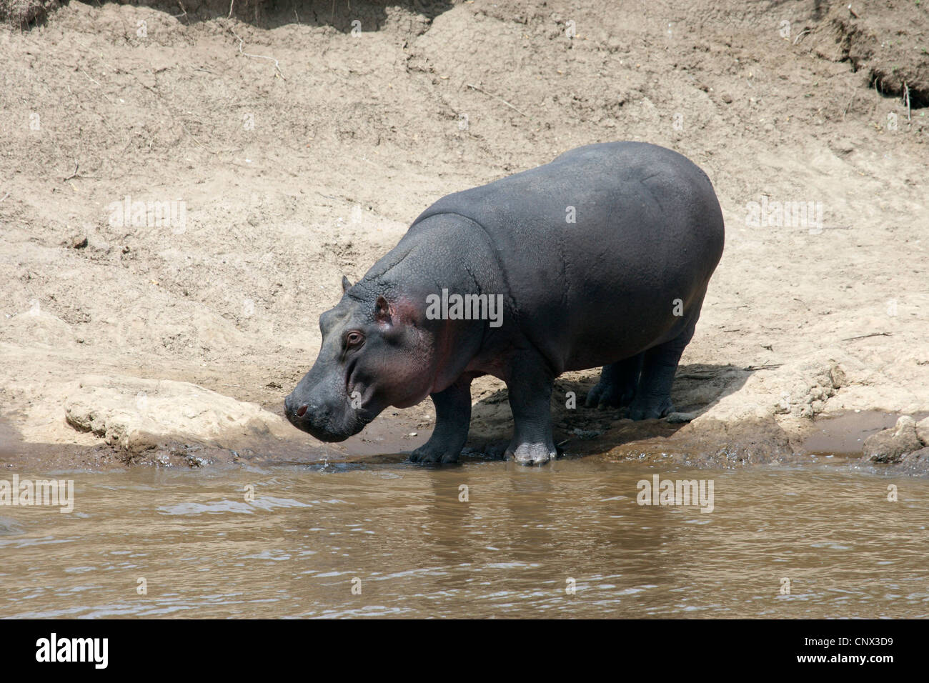 Ippopotamo, ippopotami, comune ippopotamo (Hippopotamus amphibius), in piedi a Riverside, Kenia Masai Mara National Park Foto Stock