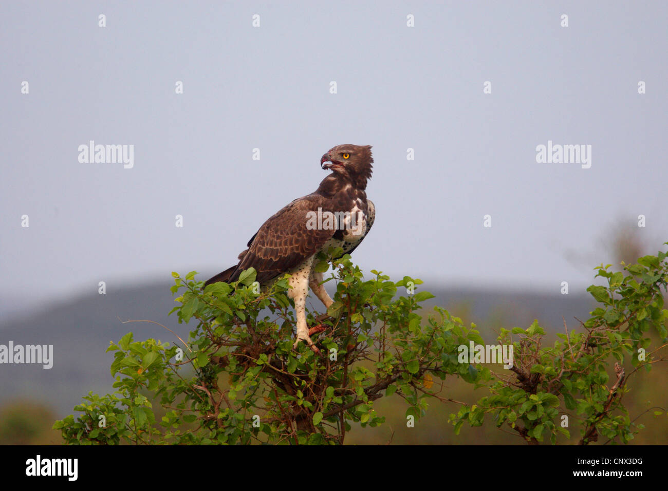 Martial eagle (Polemaetus bellicosus, Hieraaetus bellicosus), seduta in rami foliate, Kenia Masai Mara National Park Foto Stock
