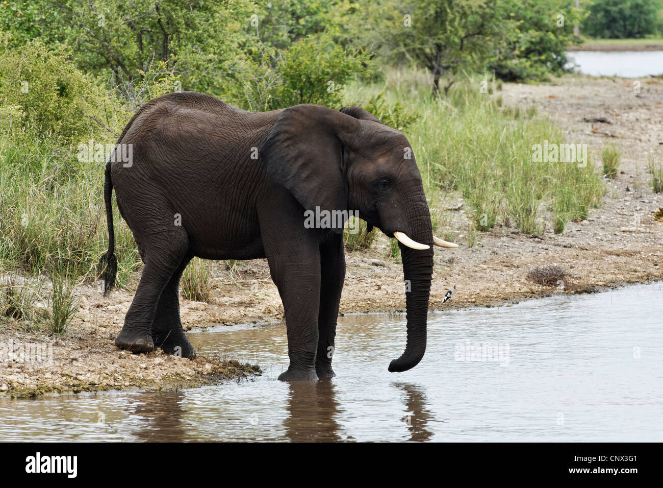 Elefante africano in piedi sul bordo dell'acqua ( Loxodonta africana ), il Parco Nazionale Kruger, Sud Africa Foto Stock