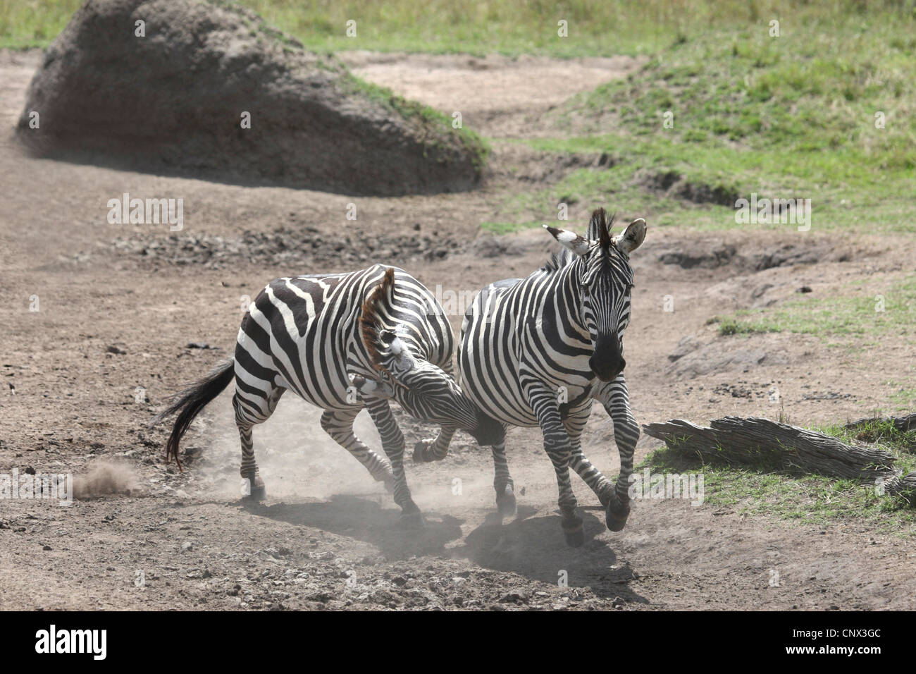 Zebra comune (Equus quagga), due scontri anumals, Kenia Masai Mara National Park Foto Stock