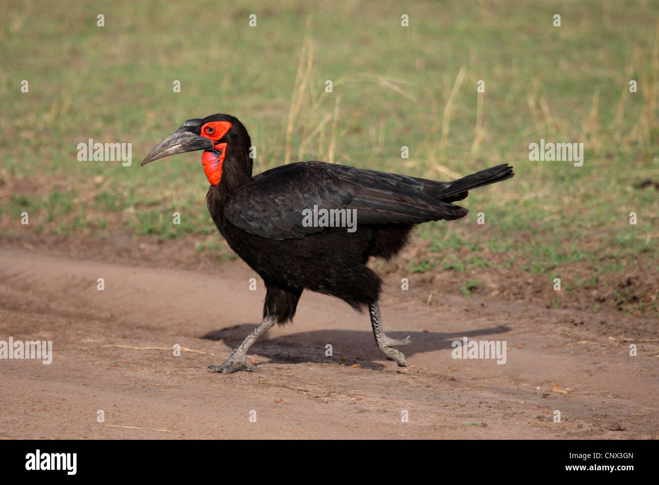Massa meridionale hornbill (Bucorvus leadbeateri), attraversando un campo percorso attraverso la savana, Kenia Masai Mara National Park Foto Stock
