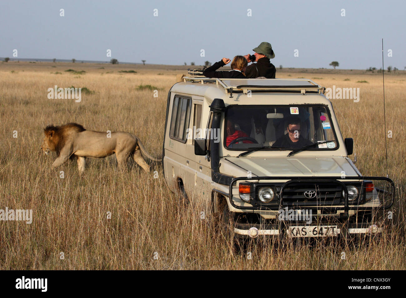 Lion (Panthera leo), maschio in modo disinteressato passando un auto di safari in piedi nella savana aperta, Kenia Masai Mara National Park Foto Stock
