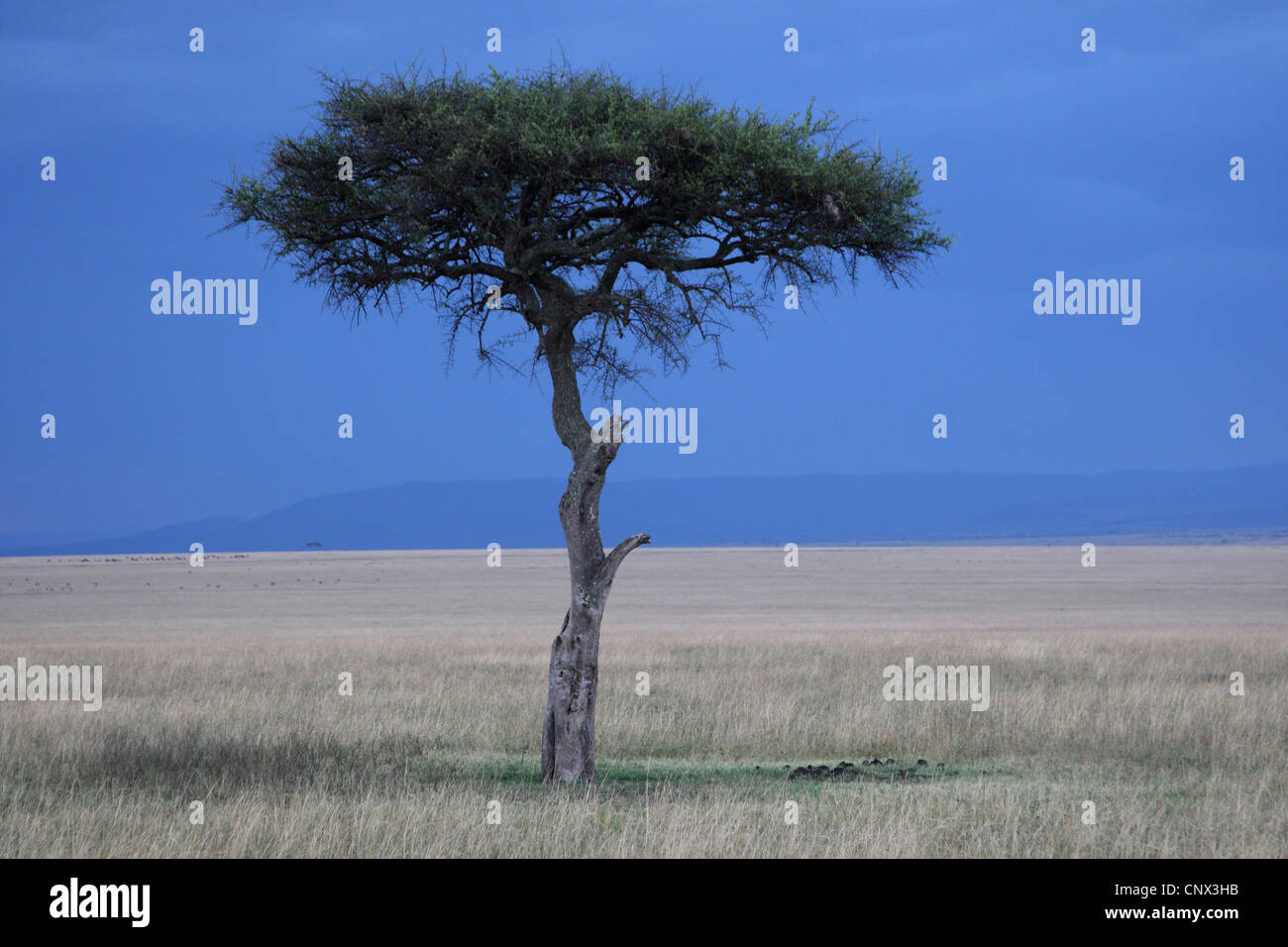 Umbrella Thorn Acacia, ombrello acacia (acacia tortilis), albero singolo nel Masai Mara, Kenia Masai Mara National Park Foto Stock