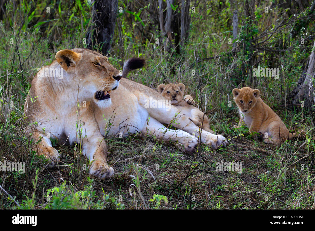 Lion (Panthera leo), leonessa giacente in erba con due gattini, Kenia Masai Mara National Park Foto Stock