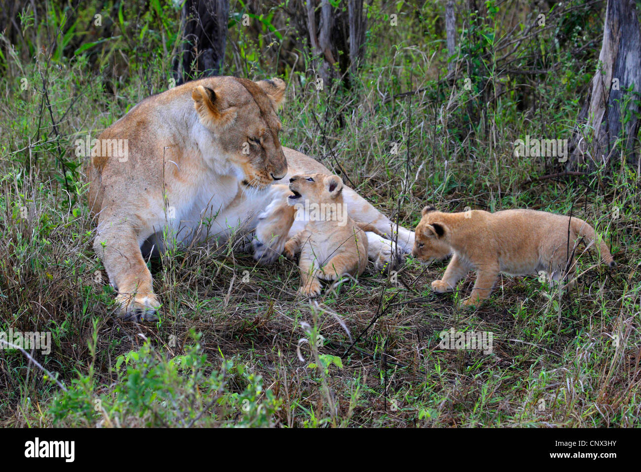 Lion (Panthera leo), leonessa giacente in erba con due gattini, Kenia Masai Mara National Park Foto Stock