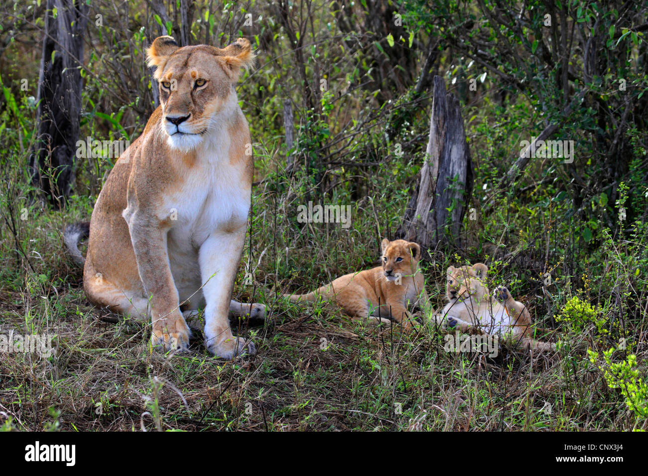 Lion (Panthera leo), leonessa seduto in erba con due gattini, Kenia Masai Mara National Park Foto Stock
