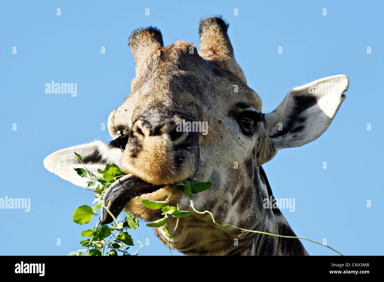 Testa ritratto del viso di una giraffa ( Giraffa Camelopardalis ), il Parco Nazionale Kruger, Sud Africa Foto Stock
