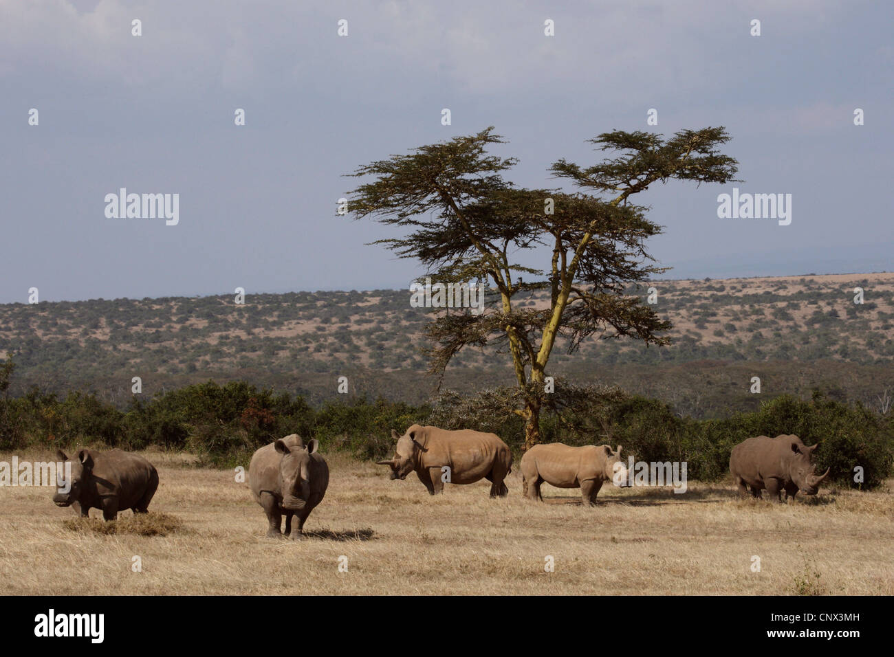 Rinoceronte bianco, quadrato-rhinoceros a labbro, erba rinoceronte (Ceratotherium simum), allevamento nella savana, Kenya Foto Stock