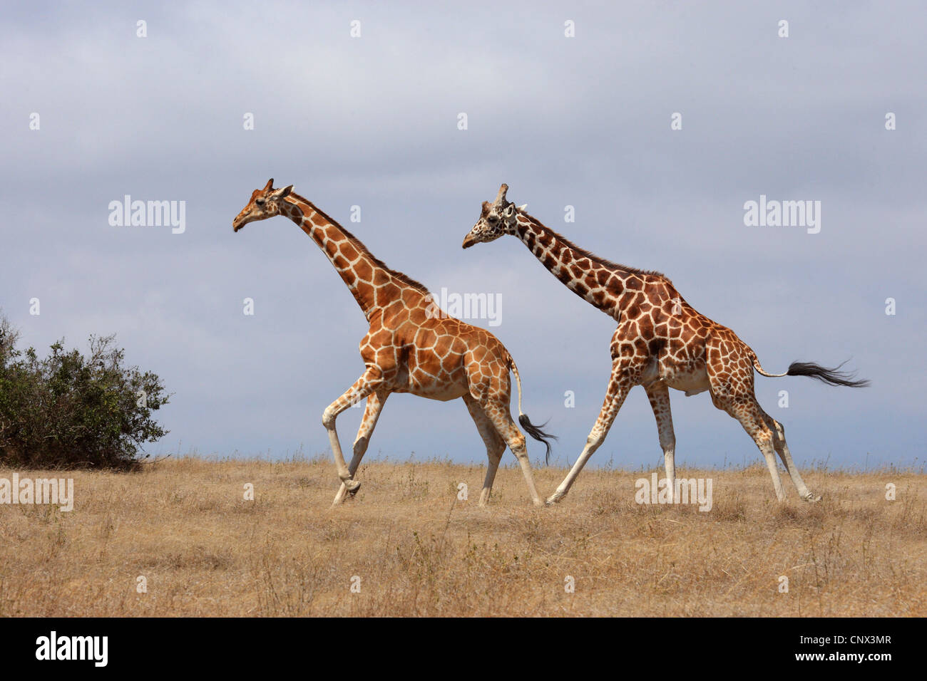 Giraffe reticolate (Giraffa camelopardalis reticulata), due giraffe in esecuzione attraverso la savana, Kenya, Sweetwater Game Reserve Foto Stock
