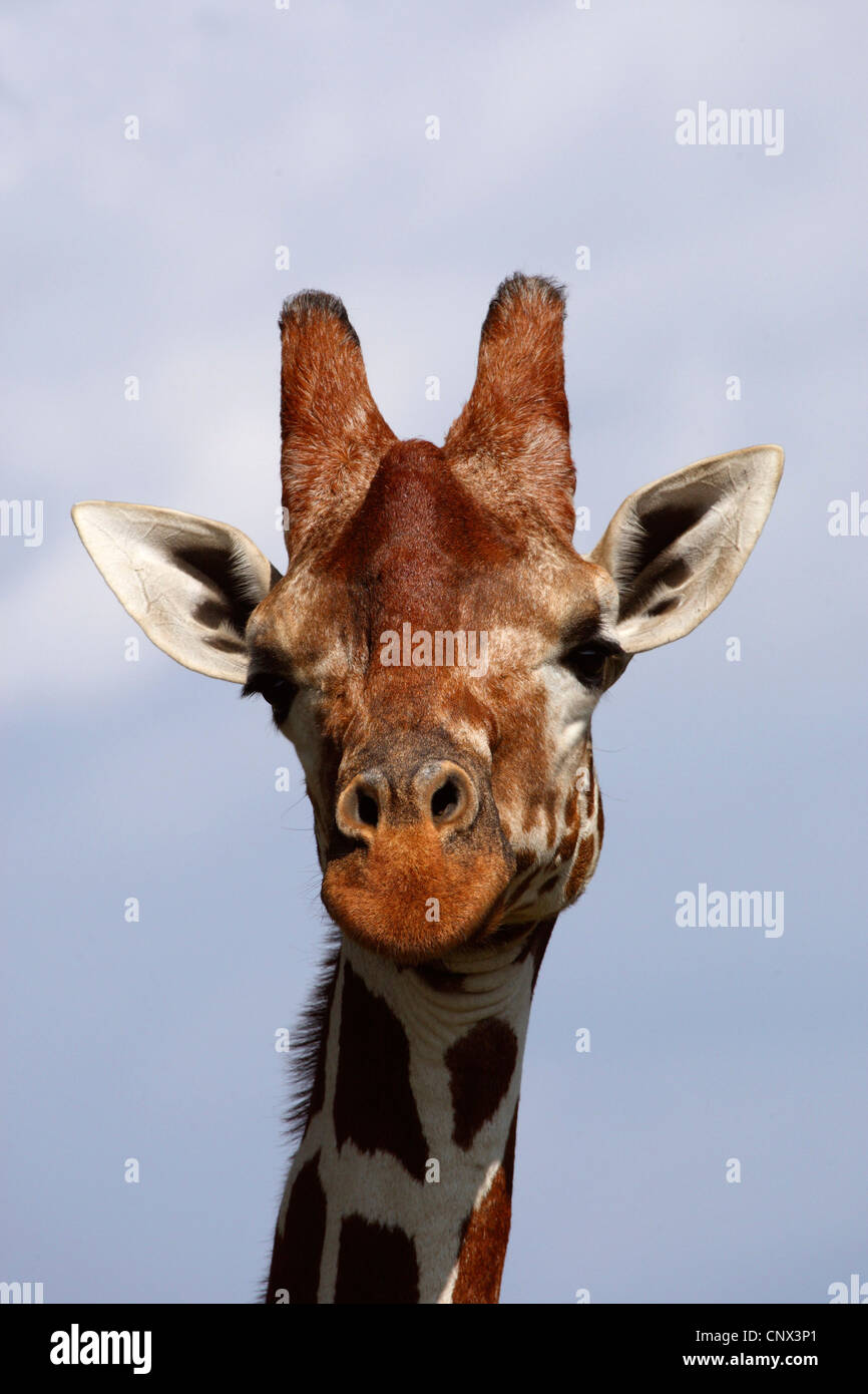 Giraffe reticolate (Giraffa camelopardalis reticulata), ritratto, Kenya, Sweetwaters Game Reserve Foto Stock