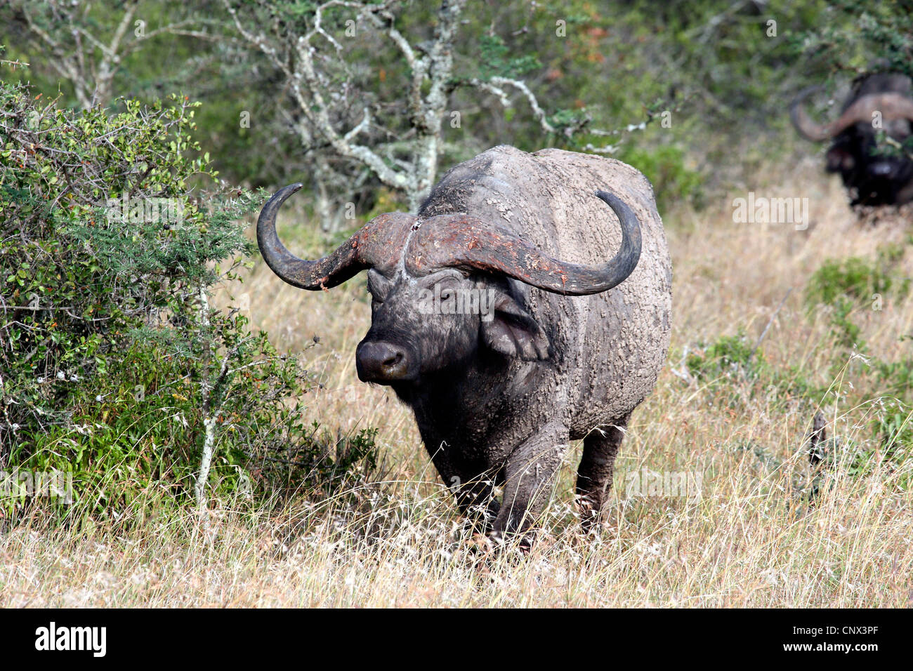 African buffalo (Syncerus caffer), in erba, Kenya Foto Stock