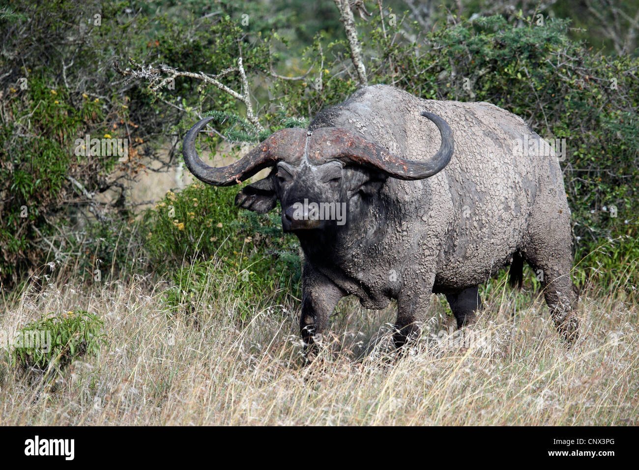 African buffalo (Syncerus caffer), in erba, Kenya Foto Stock African buffalo (Syncerus caffer), in erba, Kenya Foto Stock