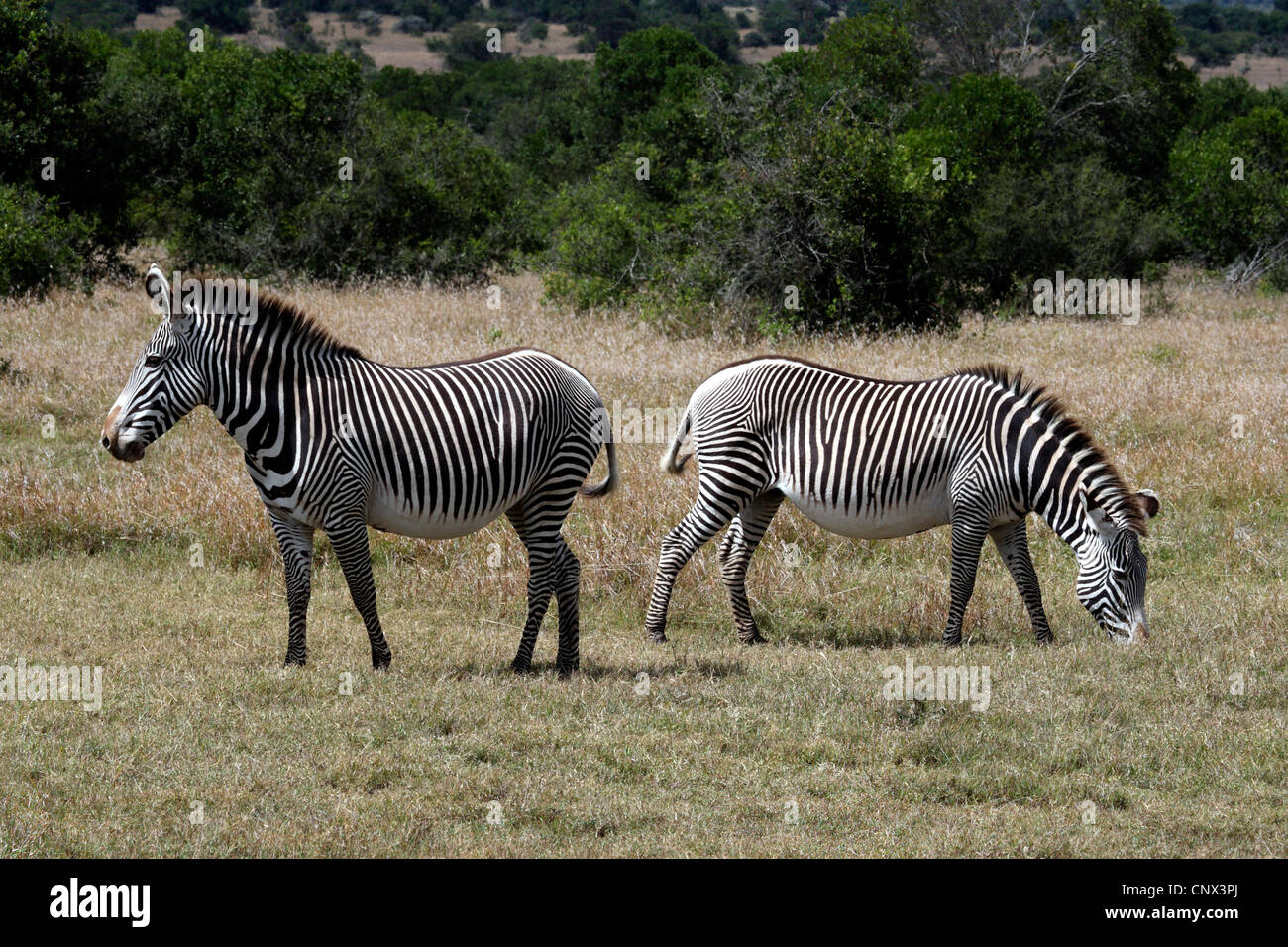 Di Grevy zebra (Equus grevyi), il pascolo, Kenya, Sweetwaters Game Reserve Foto Stock