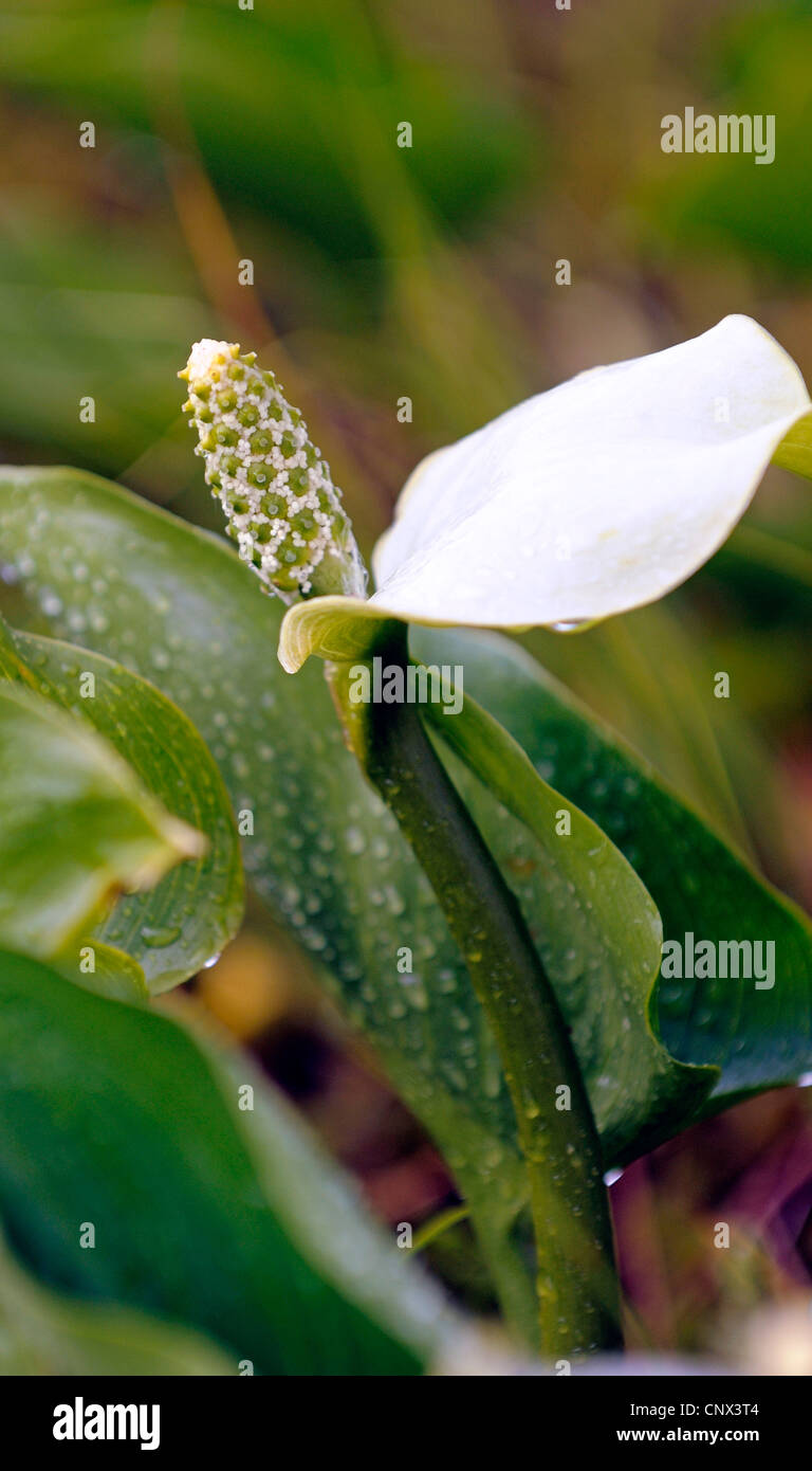 Bog arum, wild calla (Calla palustris), fioritura, Germania, Bassa Sassonia, GFN Grosses Torfmoor Foto Stock