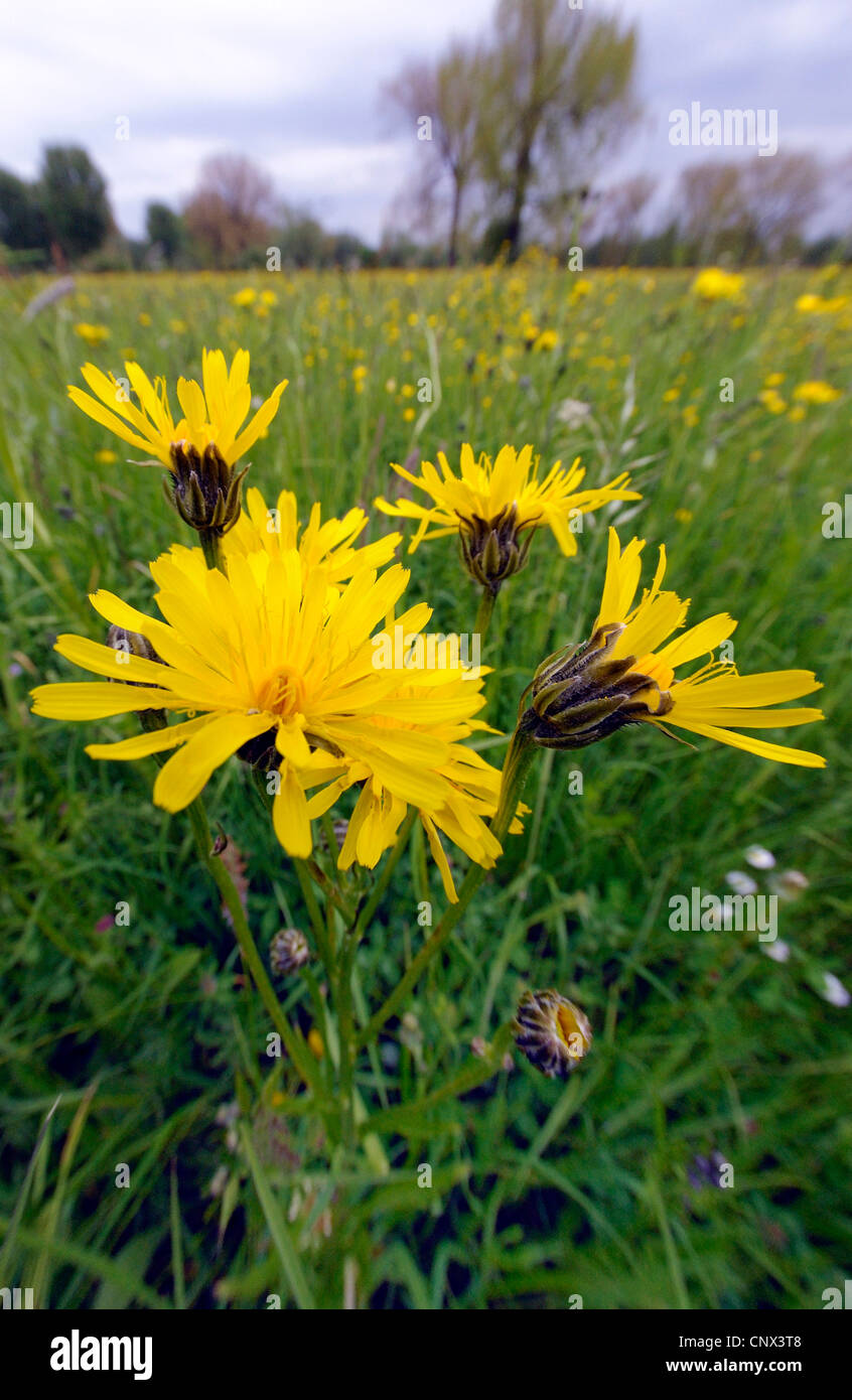 Ruvido Hawk's-barba (Crepis biennis), fioritura, in Germania, in Renania settentrionale-Vestfalia, NSG Kaempe Urdenbacher Foto Stock