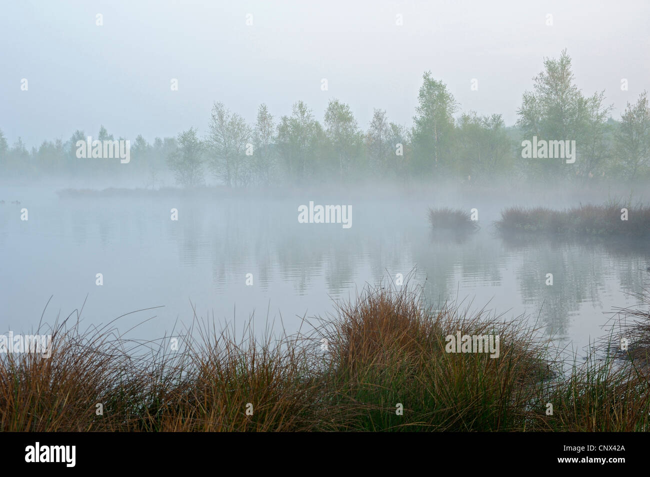 Nebbia di mattina su lago di torbiera, Paesi Bassi Limburg, Groote Peel Parco Nazionale Foto Stock